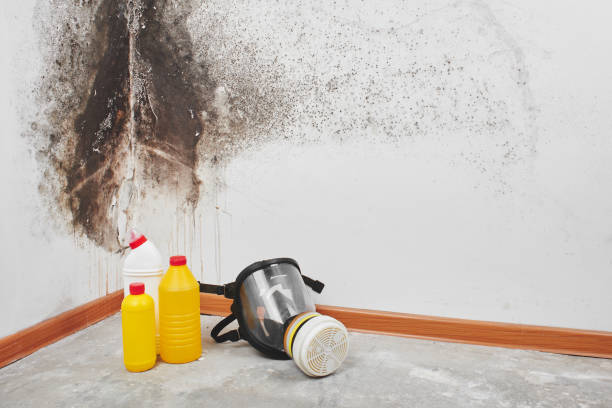 Attic Mold Removal in Eagle Point, OR