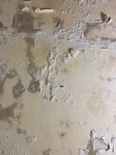 Best Mold Removal Company Near Me  in Eagle Point, OR