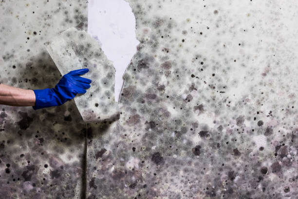 Best Crawl Space Mold Removal  in Eagle Point, OR