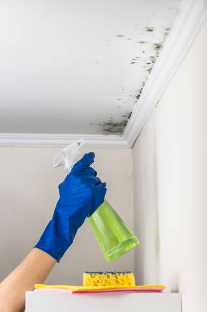 Best Commercial Mold Removal  in Eagle Point, OR